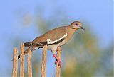 White-winged Doveborder=